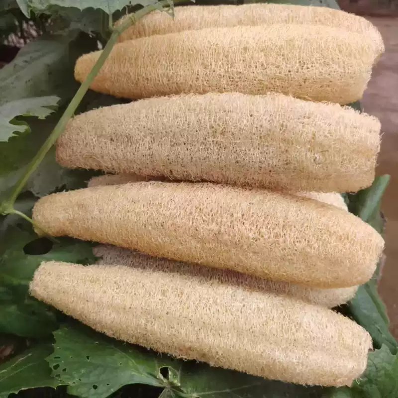 Loofahs